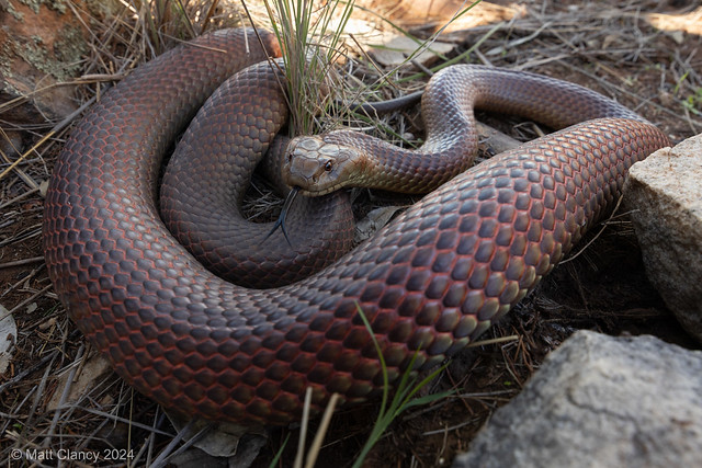 Mulga Snake (Pseudechis australis)