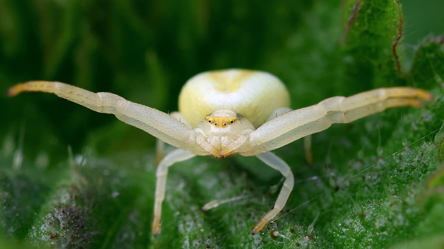 Flower crab spider ~ Misumena vatia
