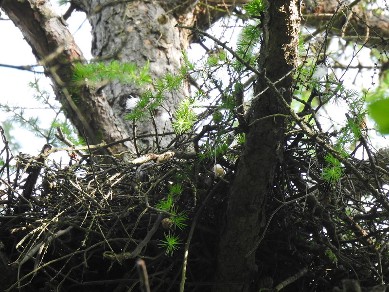Possible goshawk nest, Budimír, Slovakia
