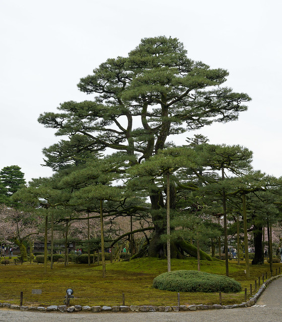 Kanazawa castle gardens