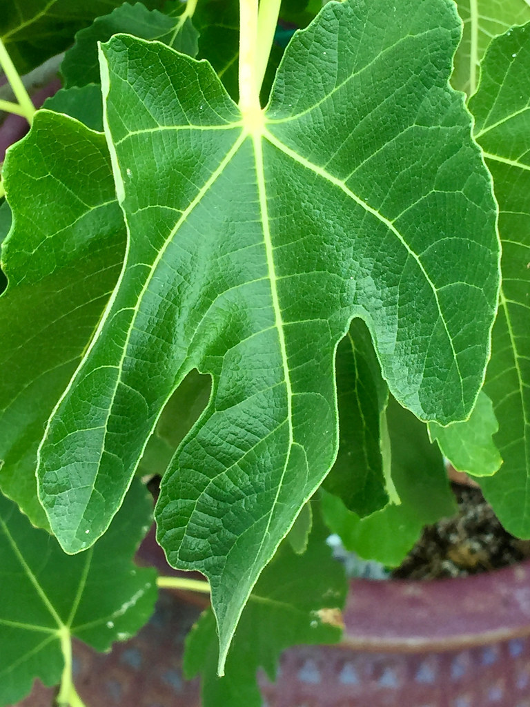 Glistening Fig Leaves
