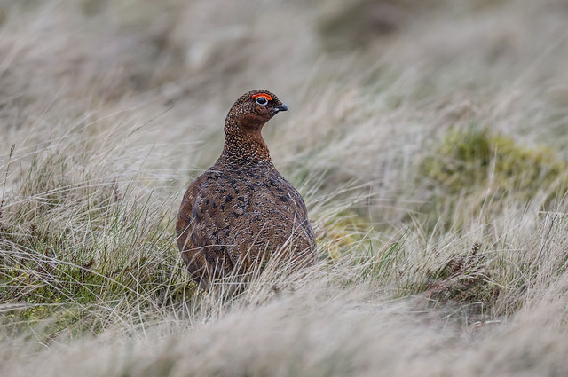 Red-Grouse (m)