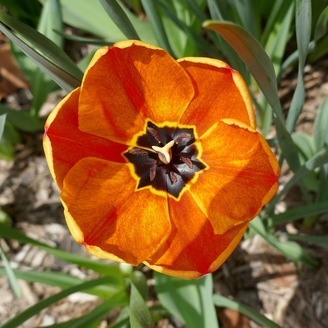 Lombard, IL, Lilacia Park, Tulip Macro