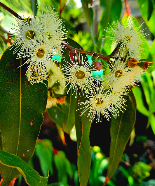 Flower of Eucalyptus