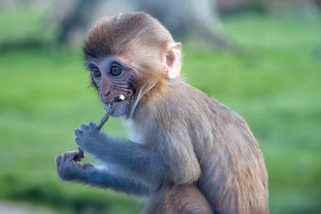 Baby Monkey Flautist
