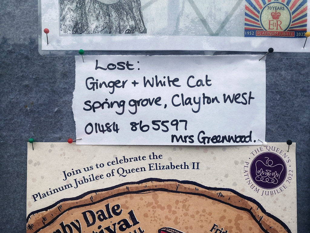 Lost: Ginger & White Cat