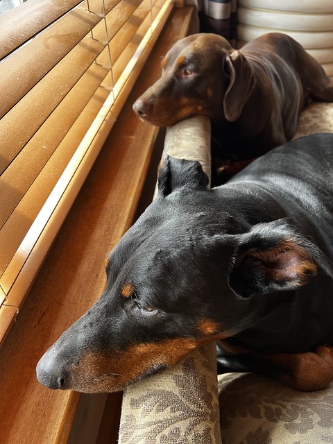 Two Heads Are Better Than One - Dobermanns Saxon and Kaiser On Watch