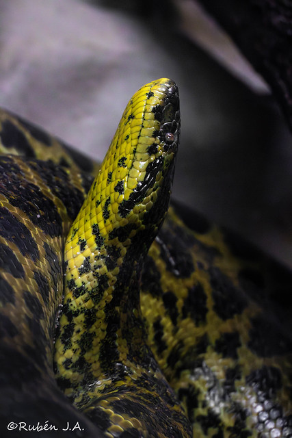 Anaconda amarilla (Eunectes notaeus)