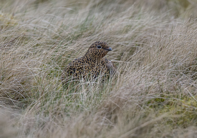 Red-Grouse (f)