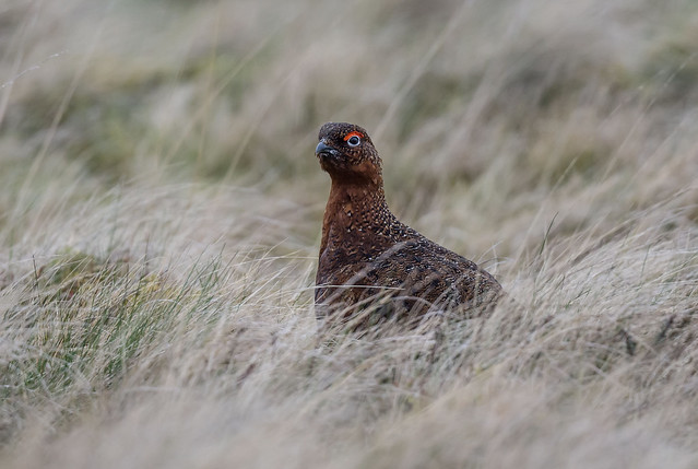 Red-Grouse (m)