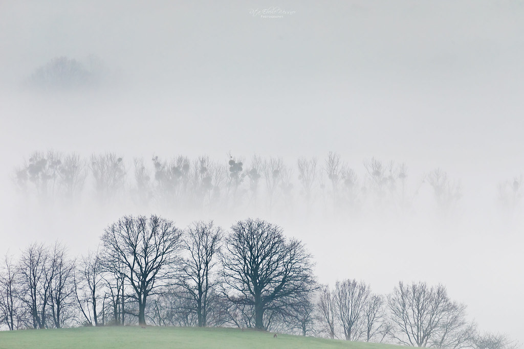 Foggy Composition