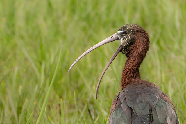 Capo reial - Morito comun - Glossy ibis - Ibis falcinelle - Plegadis falcinellus