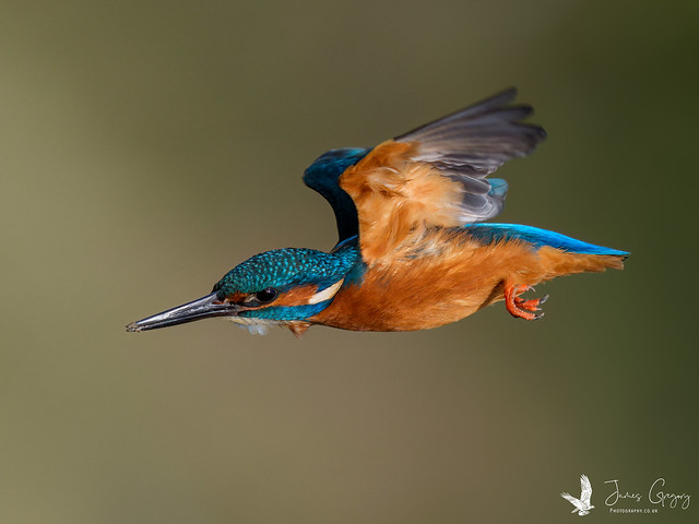 Common Kingfisher in flight