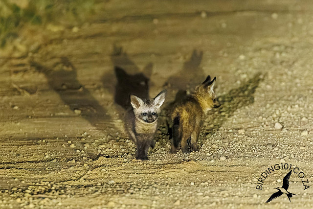 Bat-eared Fox, Transkaroo Adventures, Northern Cape, Dec 2023