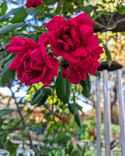 The Blaze rose bush has been blooming out back. I finally got a photo.  The flowers are fading.