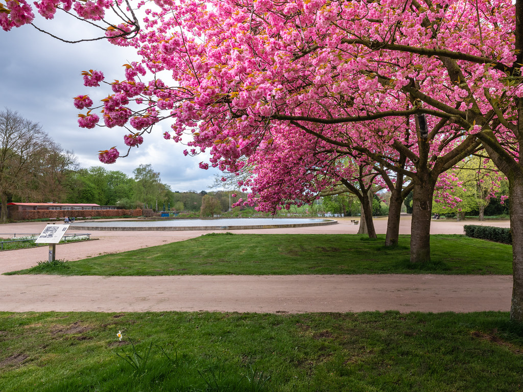 Kirschblüte Stadtpark