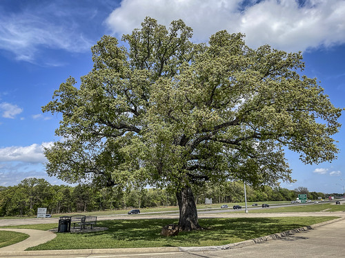 The Message Tree. Colbert Oklahoma Before Oklahoma was a state, this tree gained the title of “The Message Tree”. Everyone in this area who needed to communicate with a loved one or business partner knew to nail a message to this tree.

This area where the travel center is located has early historic stories from the Overland Mail Stopover to the Butterfield Stage Line, a mail route that connected St. Louis to San Francisco in the mid-1800s. In 1931 there were bridge wars between Texas and Oklahoma. Governor Alfalfa Bill Burray came with his troops to open the New Free Bridge. Governor Murray posted a sign on this tree telling everyone he had plowed up the road to the old toll bridge and needed everyone to meet that same day to cross over the free bridge.


Colbert Historical Society