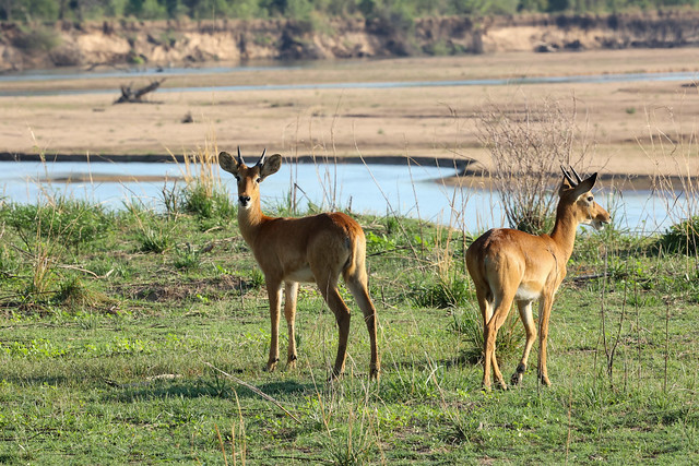 Young male Puku beside the Luangwa River