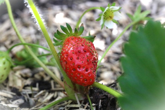 La 1ère fraise au jardin...