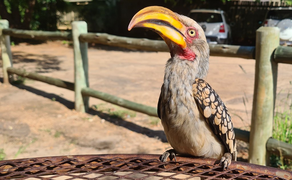 Southern Yellow-billed Hornbill (Tockus leucomelas) male attracted by my mashed potatoes ...