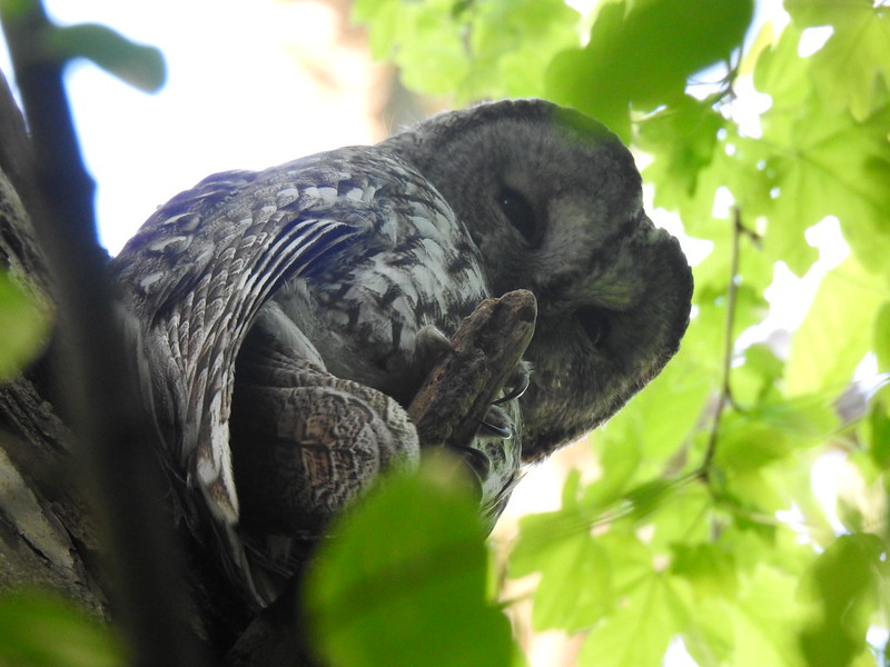 Tawny Owl, Budimír, Slovakia