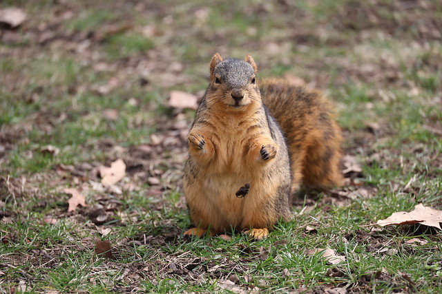 Fox Squirrels in Ann Arbor at the University of Michigan on March 25th, 2024