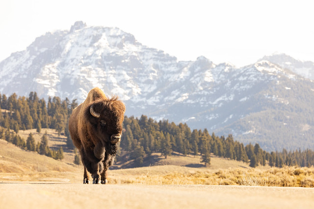 Lone bull bison stands in the road in Lamar Valley