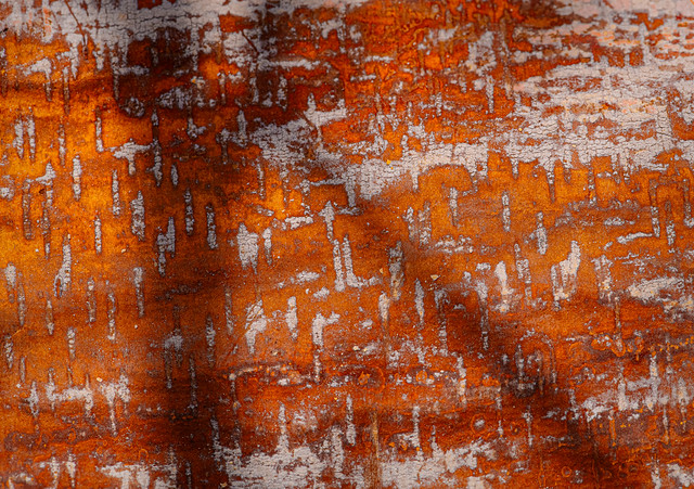 Abstract:  River Birch Skin_DSC0406-A2-C2-copy-Enhanced-NR-1