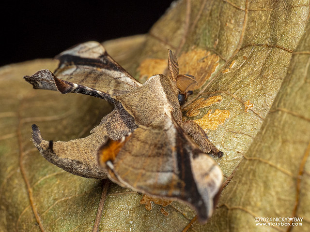 Silkworm moth (Gunda javanica) - P3092337