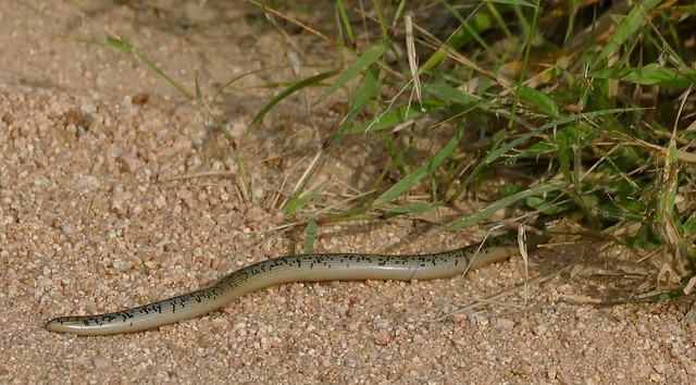 Schlegel’s Beaked Blind Snake (Afrotyphlops schlegelii) disappearing in the grass ...