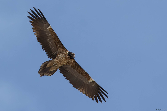 Bearded Vulture / Gypaète barbu / Gypaetus barbatus