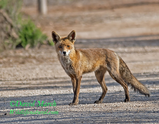 Iberian red Fox (Vulpes vulpes Silacea).