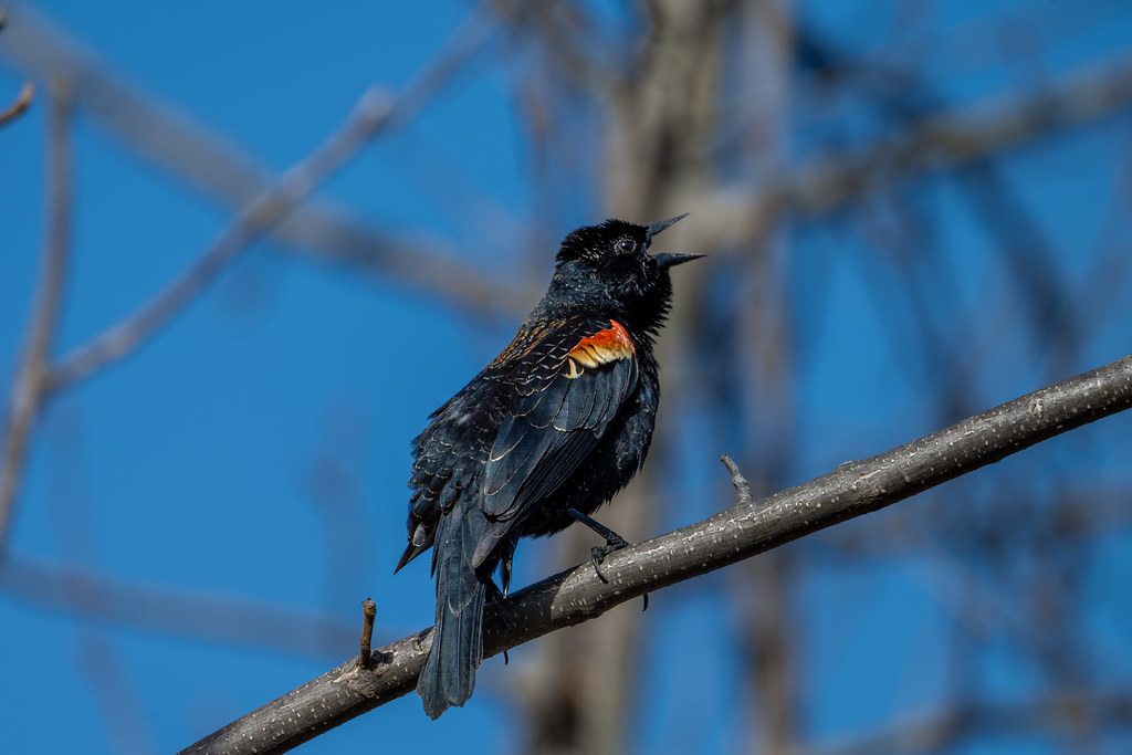 Carouge à épaulette - Red-Winged Blackbird
