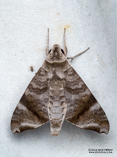 Sphinx moth (Acosmeryx shervillii) - P3137514