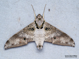 Sphinx moth (Ambulyx canescens) - P3114528