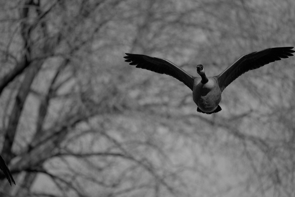 Goose, in flight
