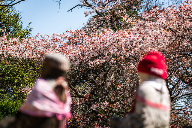 桜とPOLO地蔵ーPolo Buddha and Cherry Blossoms