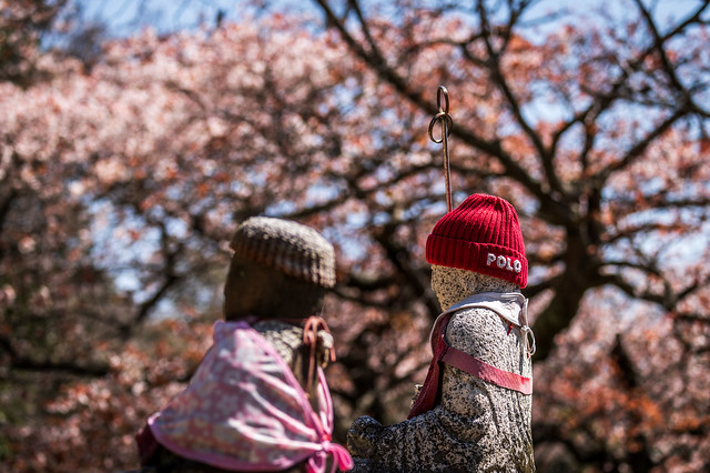桜とPOLO地蔵ーPolo Buddha and Cherry Blossoms