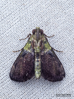 Snout moth (Epipaschiinae) - P3114531