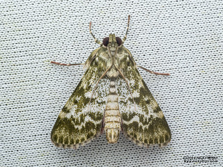 Snout moth (Epipaschiinae) - P3113941