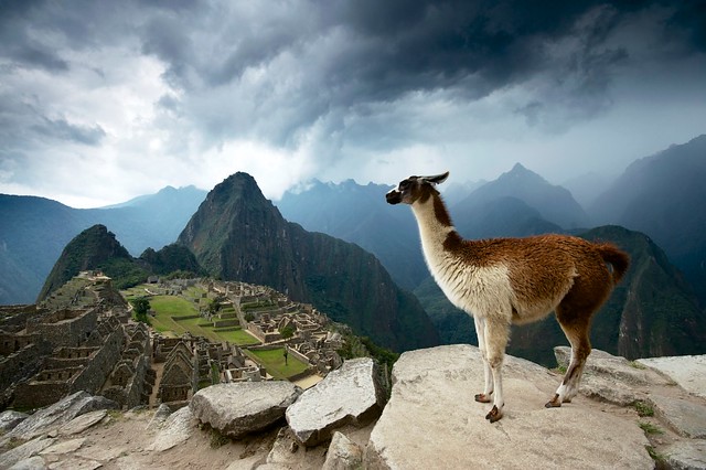 Peru - Vicuña in Machu Picchu