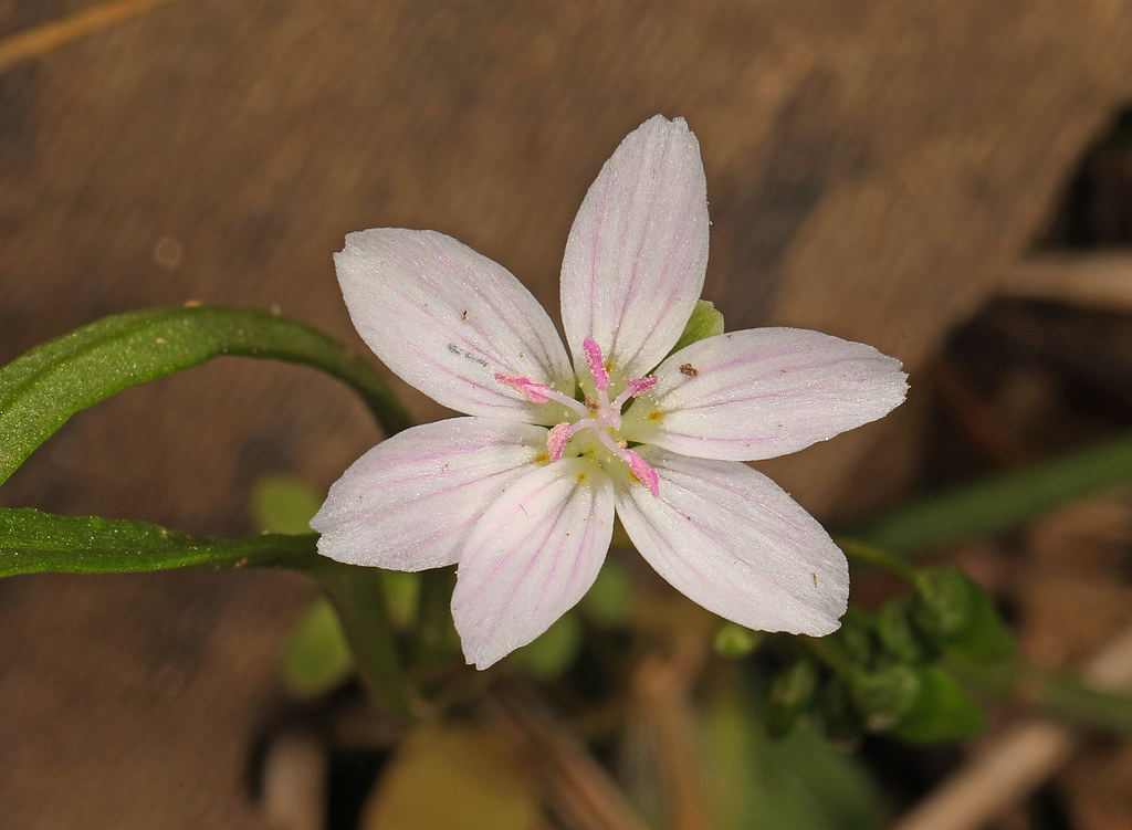 Spring Beauty - Claytonia virginica, Kelly's Ford, Virginia, March 30, 2024 withwrongnumberofpetals803302024cropped