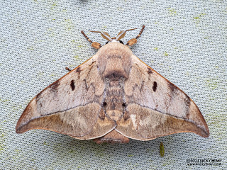 Glory moth (Mustilizans sp.) - P3103626