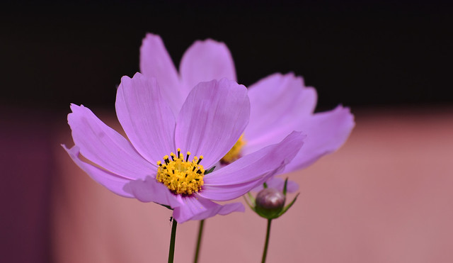 Pink cosmos dance gracefully in the breeze, with their delicate hues.
