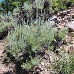 2023.07.15_14.27.42 Big sagebrush (Artemisia tridentata), Aster family (Asteraceae).
Round Valley Preserve, Summit County, Utah.
