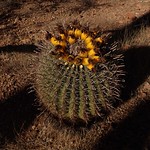Fishhook Barrel Cactus (Ferocactus wislinzeni); N of Kielberg Canyon San Pedro River Valley, SE of San Manuel, AZ Fishhook Barrel Cactus (Ferocactus wislinzeni); N of Kielberg Canyon San Pedro River Valley, SE of San Manuel, AZ