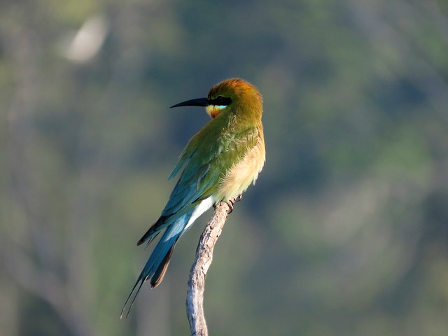 The blue-tailed bee-eater (Merops philippinus)