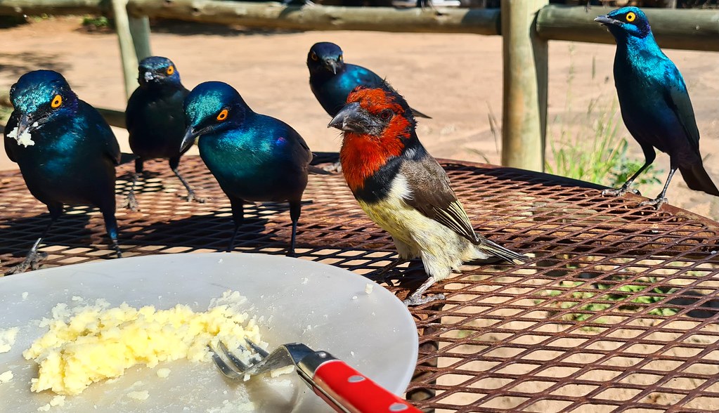 Cape Starlings (Lamprotornis nitens) and a Black-collared Barbet (Lybius torquatus) coming to eat my mashed potatoes ...