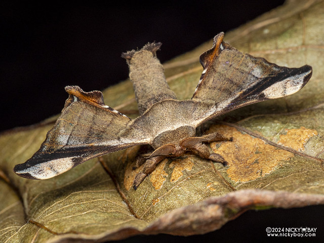 Silkworm moth (Gunda javanica) - P3092338
