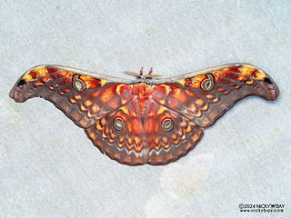 Tussar moth (Antheraea larissa) - P3125811